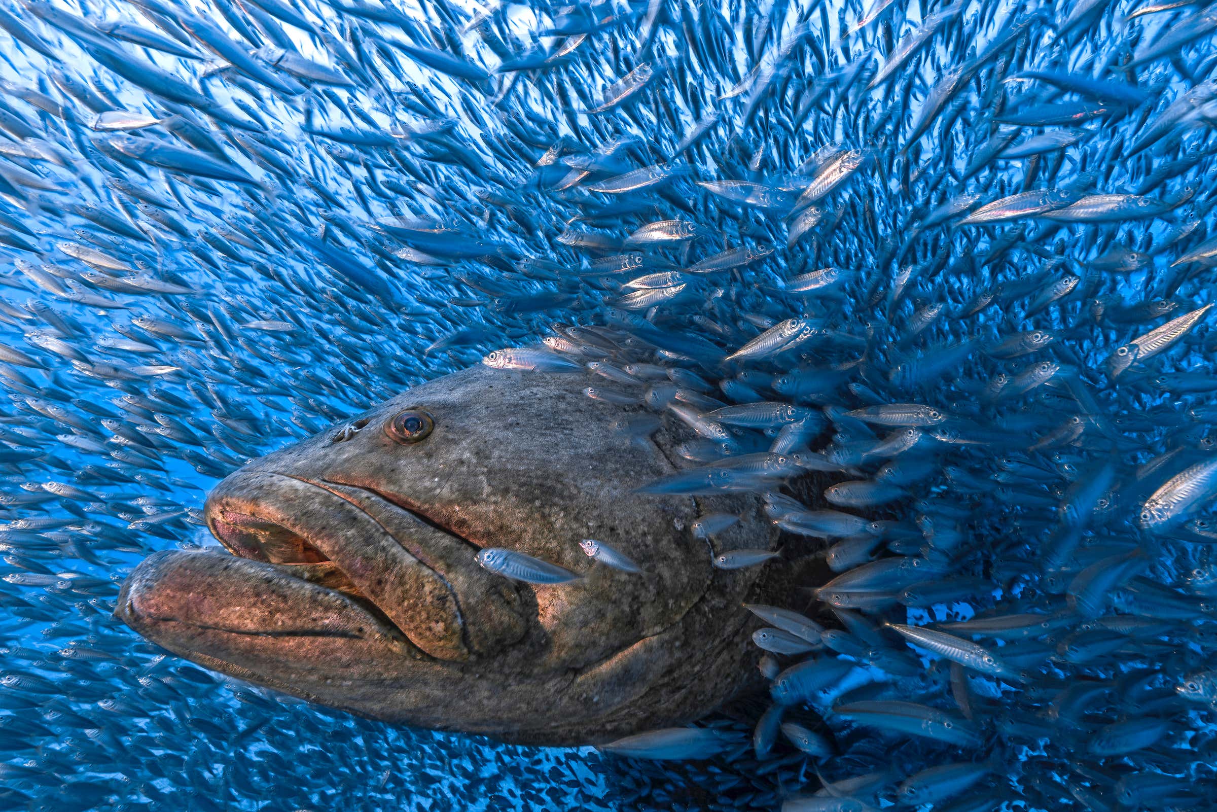 Goliath-Zackenbarsch, umgeben von kleineren Fischen